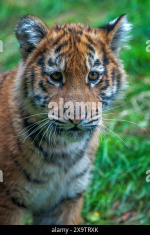 Petit tigre dans la nature. Animal dans l'herbe verte. Chat sauvage dans l'habitat naturel Banque D'Images