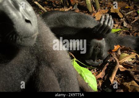 Deux individus de la macaque à crête noire de Sulawesi (Macaca nigra) dans la réserve naturelle de Tangkoko, au nord de Sulawesi, en Indonésie. Banque D'Images