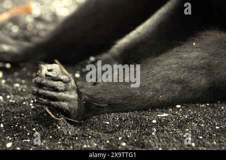 Mains et pied droit d'un macaque Sulawesi à crête noire (Macaca nigra) qui prend une sieste sur la plage de Tangkoko, Sulawesi Nord, Indonésie. Banque D'Images