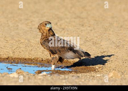 Aigle bateleur immature (Terathopius ecaudatus) dans un trou d'eau, désert du Kalahari, Afrique du Sud Banque D'Images