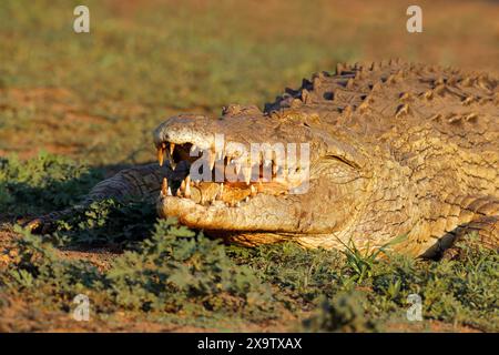 Portrait d'un gros crocodile du Nil (Crocodylus niloticus) avec mâchoires ouvertes, Parc national Kruger, Afrique du Sud Banque D'Images