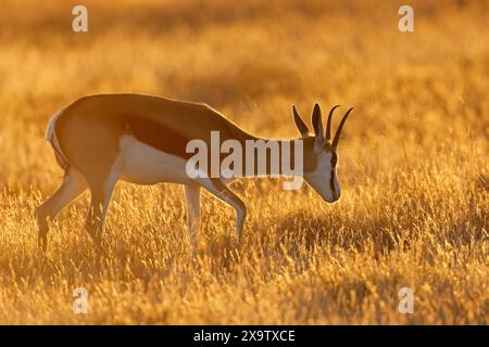 Antilope de Springbok (Antidorcas marsupialis) dans les prairies au coucher du soleil, Mountain Zebra National Park, Afrique du Sud Banque D'Images