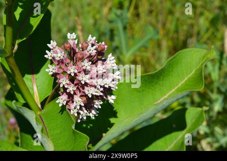 Asclepias syriaca, communément appelé asclépias, fleur de papillon, asperge à soie, moût d'hirondelle soyeux et aspersion à soie de Virginie dans le jardin Banque D'Images