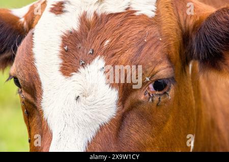 Gros plan sur une vache avec des mouches Banque D'Images