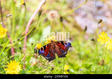 Papillon coloré de paon pollinisant une fleur sauvage d'asteraceae Banque D'Images