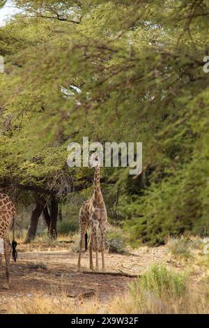 Un bébé girafe se dresse haut dans le désert namibien, symbole de la résilience de la jeunesse dans un contexte aride Banque D'Images