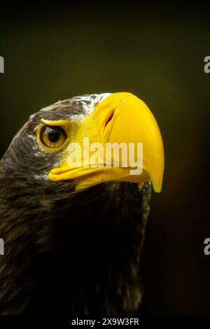 Portrait de l'aigle marin de Steller, Haliaeetus pelagicus, qui appartient aux plus grands aigles Banque D'Images