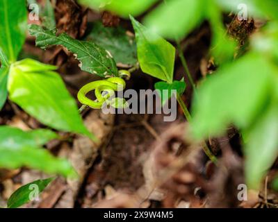 Vipère à fosse verte (Trimeresurus macrops) juvénile Banque D'Images