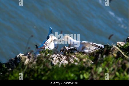 Bempton Cliffs, East Yorkshire, Royaume-Uni. 2 juin 2024. Des fous se nourrissant alors que des milliers d'oiseaux se promenaient sous le soleil dimanche et que les ornithologues venaient en masse sur les falaises. Crédit photo : ernesto rogata/Alamy Live News Banque D'Images