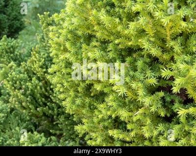 Plante Cryptomeria japonica ou Cupressus japonica. Cèdre japonais ou branches de séquoia japonais en gros plan. Feuillage luxuriant d'arbre à feuilles persistantes de Sugi. Banque D'Images