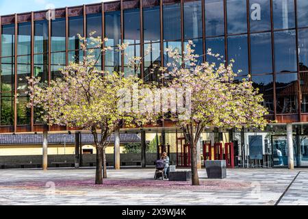 Deux arbres roses devant un bâtiment moderne, Bergen Norvège Banque D'Images