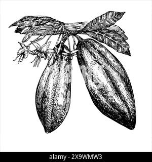 Fruit de cacao sur une illustration vectorielle graphique de branche, croquis dessiné à la main de légumes, feuilles, fleurs. Dessin botanique de fruits tropicaux. Gravure Illustration de Vecteur