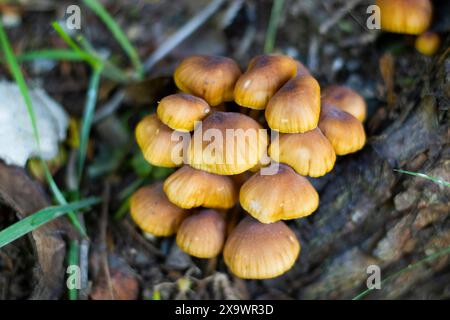 Pholiota sp possiblement Pholiota alnicola Banque D'Images