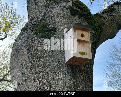 Belle nichoir en bois accroché sur le tronc d'arbre dans le parc Banque D'Images