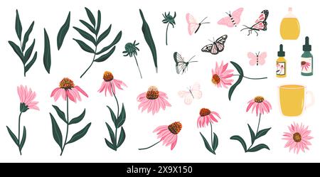 Coneflowers violets et feuilles ensemble isolé sur fond blanc. Fleurs sauvages d'Echinacea purpurea avec huile essentielle et collection de tisanes. Vecteur h Illustration de Vecteur