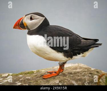 Profil latéral du macareux Atlantique sur Lunga, Écosse Banque D'Images