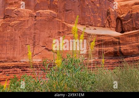 Il s'agit d'une fleur sauvage connue sous le nom de Prince's Plume (Stanleya pinnata) avec le fond de roche rouge de la zone Park Avenue du parc national d'Arches, Utah États-Unis. Banque D'Images