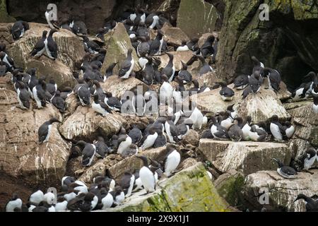 Colonie de reproduction de Guillemot commun sur une falaise, Lunga, Écosse Banque D'Images