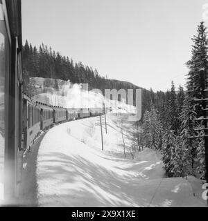 Aktuell 07-08-1946 : Margaret Bergersen fra Bergen. Eventyrlig flink 11-åring. Hun var 11 år da krigen brøt ut og som 13-åring kom Hun i kontakt Med hjemmefronten. Hun reddet hundrevis av russiske krigsfanger og 8 ganger ble hunn arrêert. Nå Bor Hun hos den sovjetiske handelsattasjeen i påvente av reise til Sovjetunionen. Foto : th. Skotaam / Aktuell / NTB ***Foto er ikke bildebehandlet*** le texte de cette image est traduit automatiquement Banque D'Images