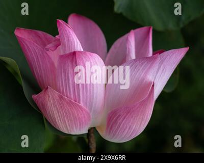 Gros plan de délicate fleur de lotus indien rose vif ou de nelumbo nucifera fleurissant sur fond de feuillage vert Banque D'Images