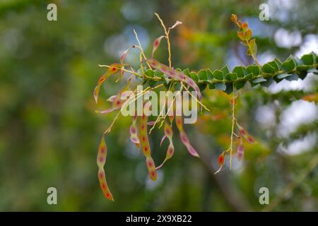 Gros plan des gousses de graines sur fours Wattle tree (Acacia pravissima) dans un jardin au début de l'été Banque D'Images