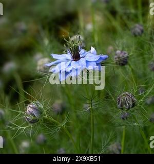 Gros plan d'une fleur unique d'amour dans une brume (Nigella damascena 'Miss Jekyll') avec des boutons de fleurs dans un jardin de chalet au début de l'été Banque D'Images