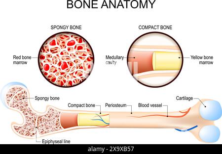 Anatomie osseuse. Gros plan des os compacts et spongieux. Structure fémorale. Moelle jaune et moelle osseuse rouge. Illustration vectorielle Illustration de Vecteur