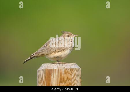 Un Crested Lark debout sur un poteau en bois, journée ensoleillée au printemps, Autriche Banque D'Images