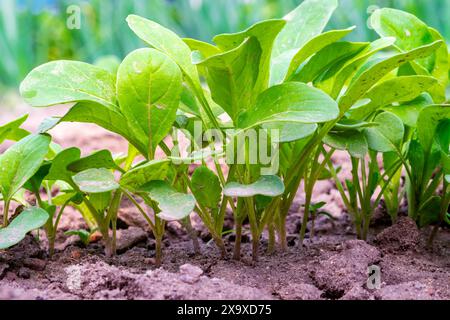 Roquette. Pousses de plantes de roquette sur le lit Banque D'Images