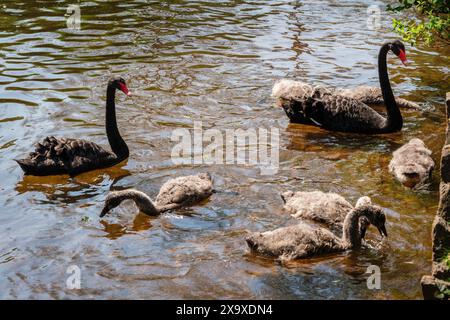 Les célèbres cygnes noirs de Dawlish, Devon Banque D'Images