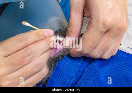 nettoyage vétérinaire des chats oreille avec coton-tige Banque D'Images