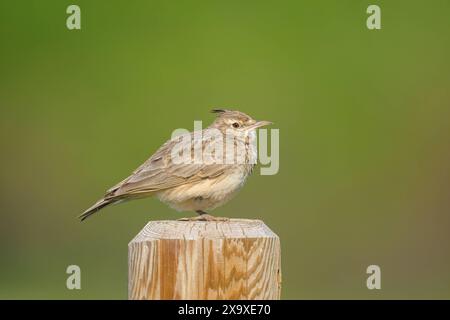 Un Crested Lark debout sur un poteau en bois, journée ensoleillée au printemps, Autriche Illmitz Autriche Banque D'Images