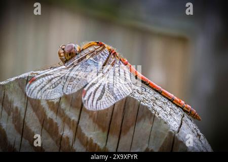 Libellule Darter commune reposant sur un poteau de clôture. Banque D'Images