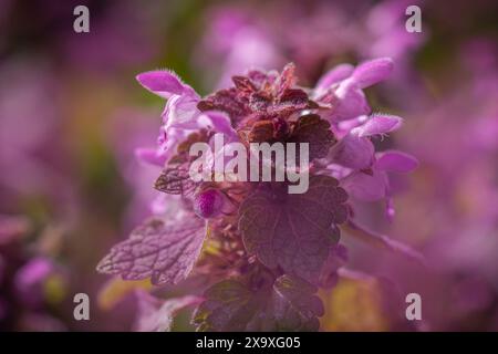 Lamium maculatum l'ortie tachetée. Banque D'Images