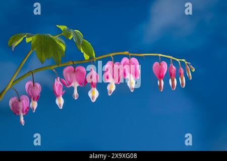 Dicentra spectabilis ou plante de coeur de saignement est maintenant connu sous le nom de Lamprocapnos spectabilis. Banque D'Images