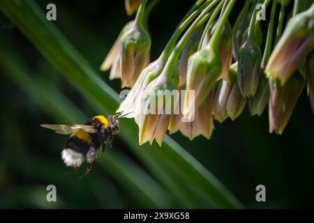 Un bourdon à queue Buff Bombus terrestris volant vers une fleur Banque D'Images