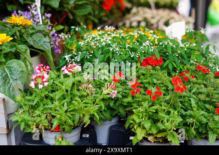 Une exposition vibrante de plantes en pot avec diverses fleurs colorées et feuillage vert dans le magasin de fleurs Banque D'Images