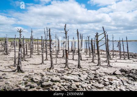 Un peuplement de vieux squelettes morts et de pierres provenant de vieilles structures artificielles bâtissent des murs exposés par la chute des niveaux d'eau causée par des conditions de sécheresse sévères au réservoir de Colliford Lake sur Bodmin Moor en Cornouailles au Royaume-Uni. Banque D'Images