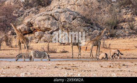 Namibie, région de Kunene, parc national d'Etosha, girafes, zèbres et gemsboks Banque D'Images