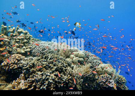 Indonesia Bunaken - Marine Life récif corallien avec des poissons tropicaux Banque D'Images