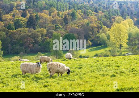 Moutons pâturant dans la lumière du soir dans la vallée de la rivière Coln près du village Cotswold de Yanworth, Gloucestershire, Angleterre Royaume-Uni Banque D'Images