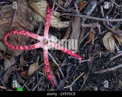 Macrophotographie d'un champignon de corne de poulpe du sommet, poussant dans le sol d'une forêt dans les montagnes andines orientales du centre de la Colombie. Banque D'Images