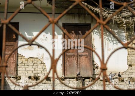 Quelques pigeons perchés dans ce qu'il reste d'une corniche, dans une maison abandonnée en ruine dans la ville d'Arcabuco, dans les montagnes andines orientales de Colombie Banque D'Images