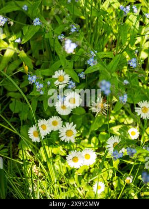 Leucanthemum vulgare, communément connu sous le nom de marguerite aux yeux de bœuf, marguerite aux yeux de bœuf, marguerite Banque D'Images