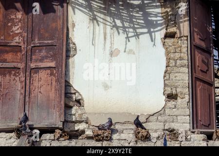 Quelques pigeons perchés dans ce qu'il reste d'une corniche, dans une maison abandonnée en ruine dans la ville d'Arcabuco, dans les montagnes andines orientales de Colombie Banque D'Images