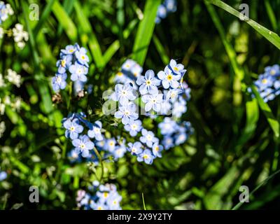 Forget-me-nœuds / Myosotis sont des plantes herbacées à fleurs annuelles ou vivaces avec des fleurs actinomorphes pentamères avec cinq sépales et pétales. Banque D'Images