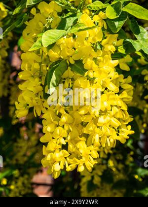 Laburnum, parfois appelé chaîne dorée ou pluie dorée les fleurs sont jaunes d'or, parfumées sucrées, et fleurissent généralement en mai. Banque D'Images