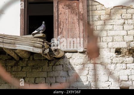 Quelques pigeons perchés dans ce qu'il reste d'une corniche, dans une maison abandonnée en ruine dans la ville d'Arcabuco, dans les montagnes andines orientales de Colombie Banque D'Images