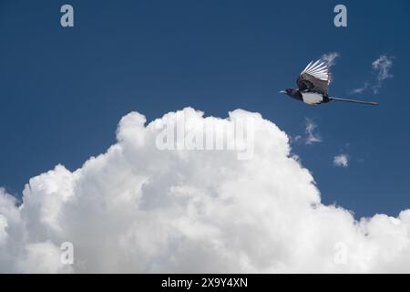 Magpie eurasienne volant contre un ciel bleu avec des nuages blancs. Pica pica Banque D'Images