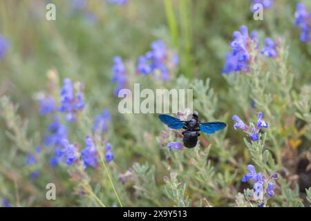 Abeille menuisière violette (Xylocopa violacea) prenant le nectar de la fleur de couleur pourpre. Banque D'Images